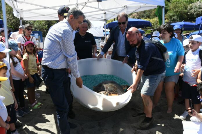 Lacco Ameno Liberate Tartarughe marine nella Baia di San Montano